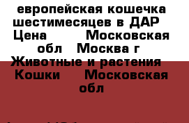 европейская кошечка шестимесяцев в ДАР › Цена ­ 10 - Московская обл., Москва г. Животные и растения » Кошки   . Московская обл.